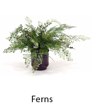 Ferns