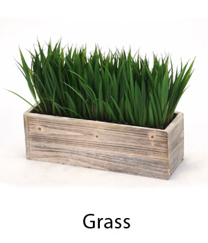 Grass