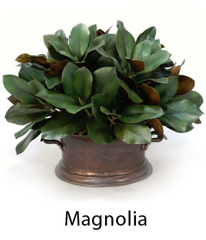 Magnolia