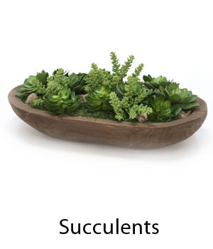 Succulents