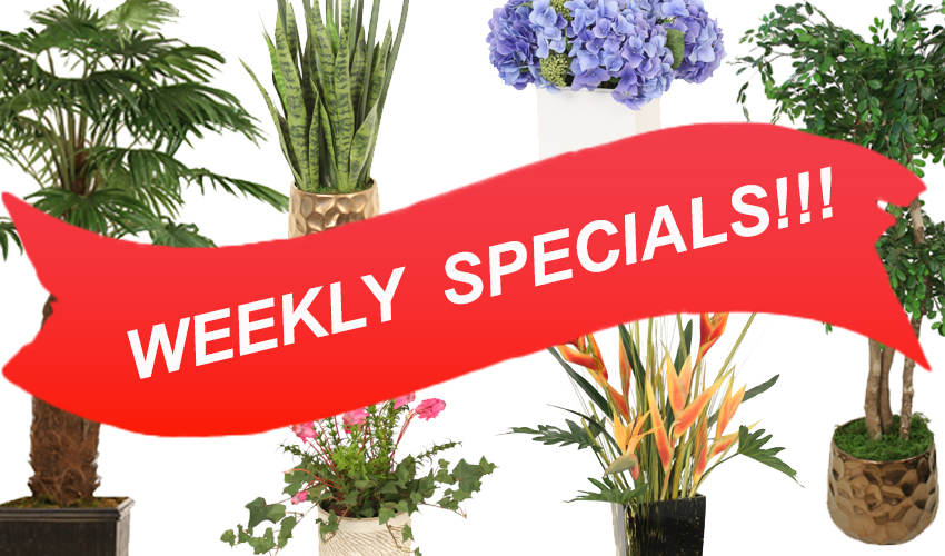 Weekly Specials