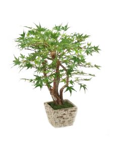 Maple Bonsai Tree in Whitewash Planter Box