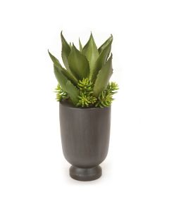 Aloe and Mini Succulents in Wood Vase