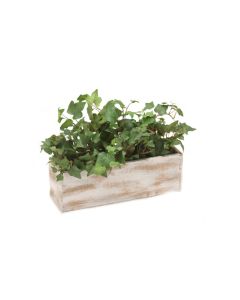 Hedera Ivy in Whitewash Wooden Planter