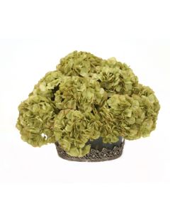 Waterlook® Green Puddled Hydrangeas in Glass