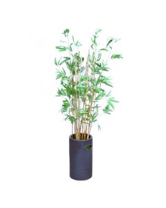 Bamboo Tree in Black Cylinder