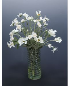 Cosmos in Ribbed Vase