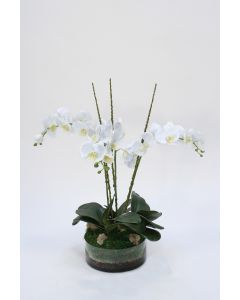 Waterlook® Cream White Phaleanopsis Orchids with Foliage in Low Round Glass Vase