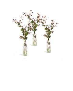 Green Brown Hypericum Berries in Anise Bottle (Set of 3)