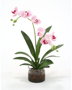 Waterlook® White Purple Phaleanopsis Orchids in Glass Cylinder