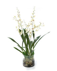 White Oncidium Orchid Rock Garden in Cylinder