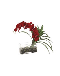 Red Phaleanopsis Orchid with Black Rocks in Water 