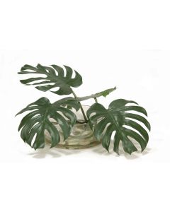 Split Philodendron Leaf in Low Glass Bowl