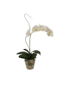 Waterlook® Cream White Phaleanopsis Orchid with Whip Grass in Glass Flower Pot Vase