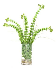 Waterlook® Belles of Ireland and Grass in Rectangle Glass Vase