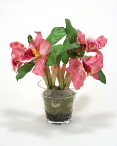 Waterlook® Orchid Plant In Glass Pot