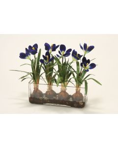 Waterlook® Crocus in Glass with Bark