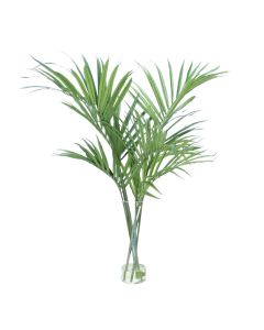 Kentia Palm in Clear Vase