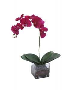 Violet Phalaenopsis Orchid X 1 with Orchid Plant in Glass Square Cube