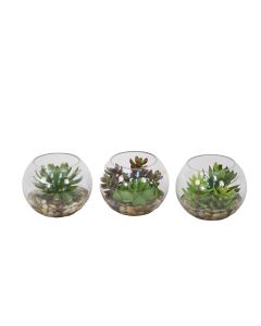 Succulents in Small Round Glass