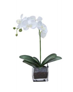 White Phalaenopsis Orchid with Plant in Glass