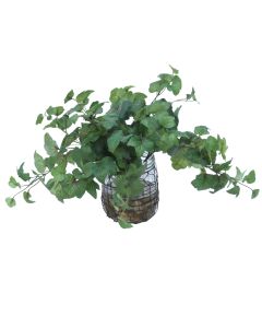 Hedera Ivy in Wire Jar