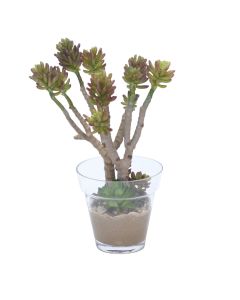 Succulent Tree in Glass Flower Pot
