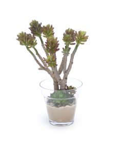 Succulent Tree in Glass Flower Pot