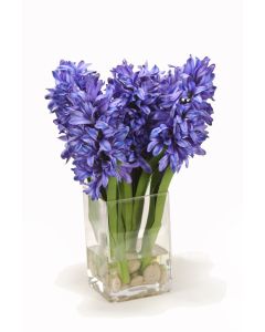 Blue Hyacinths in Square Vase