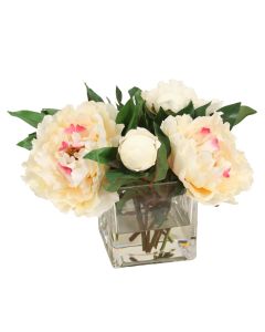 Cream Peony in Square Glass