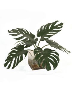 Split Philodendron Leaf in Square Glass