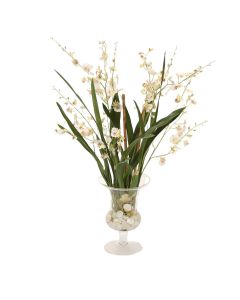 White Oncidium Orchid with White Rocks and Shells in Glass Urn