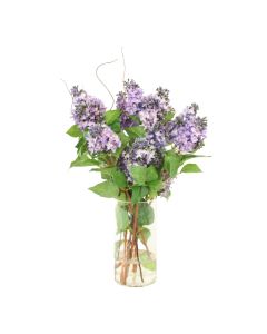 Blue Lavender Lilac's in Glass Cylinder