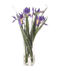 Blue Purple Iris