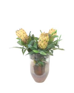 Protea in Artsy Glass