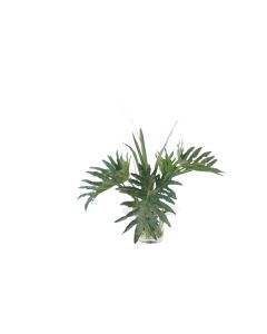 Split Philo Leaves in Glass Vase