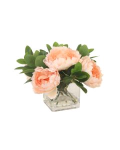 Champagne Peach Peonies in Glass Cube