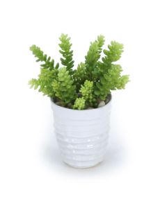 Sedum Succulents in White Artsi Pot (Min Pack 2)