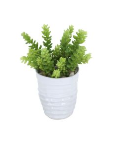 Sedum Succulents in White Artsi Pot (Min Pack 2)