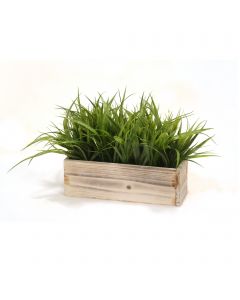 Grass in White Washed Box