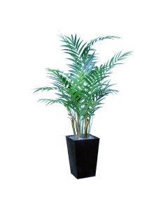 Kentia Palm in Metal Planter