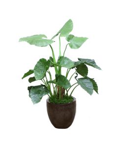 Alocasia Plant in Black Glazed Planter