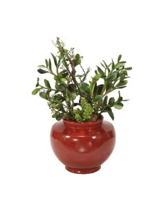 Succulents in Rust Red Vase