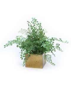 Maiden Hair Fern in Bronze Square Pot (Pk 3)