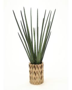 Sanseveria in Zig Zag Earthenware Vase