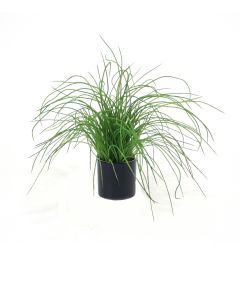 Green Grass in Black Shiny Circle Pot