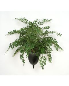 Maiden Hair Fern