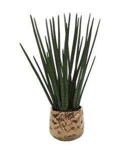 Sanseveria in Burnt Gold Gabbi Pot