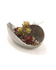 Burgundy Hen and Chicken and Succulents in Cosmic Curved Tray