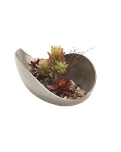 Burgundy Hen and Chicken and Succulents in Cosmic Curved Tray